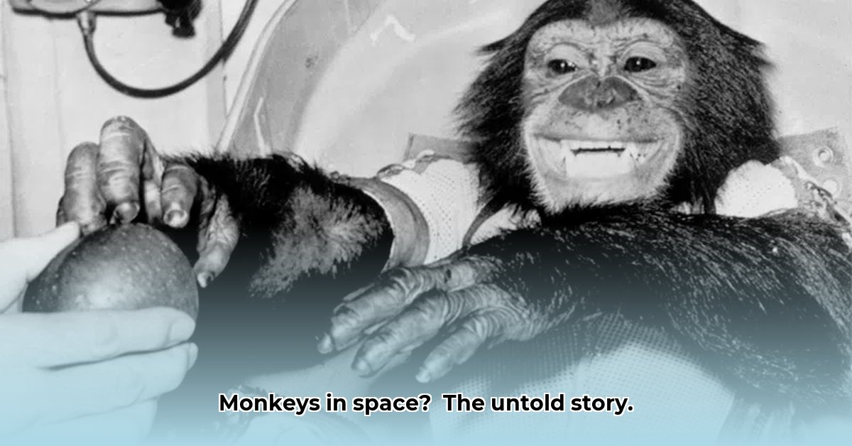 apes-in-space